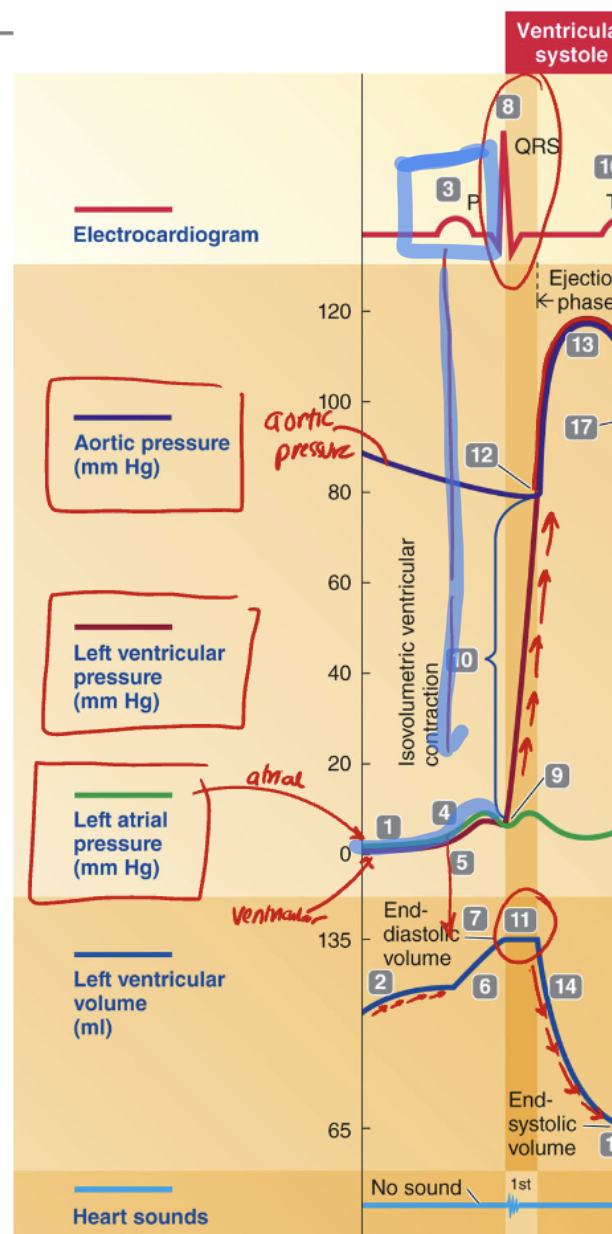 <p>D. P wave</p><ul><li><p>Contraction → Depolarization → Atrial Depolarization → end of diastole → P wave</p><ul><li><p>Contraction needs depolarization → happens in end-diastole → so it must be the P wave</p></li></ul></li></ul><p></p>