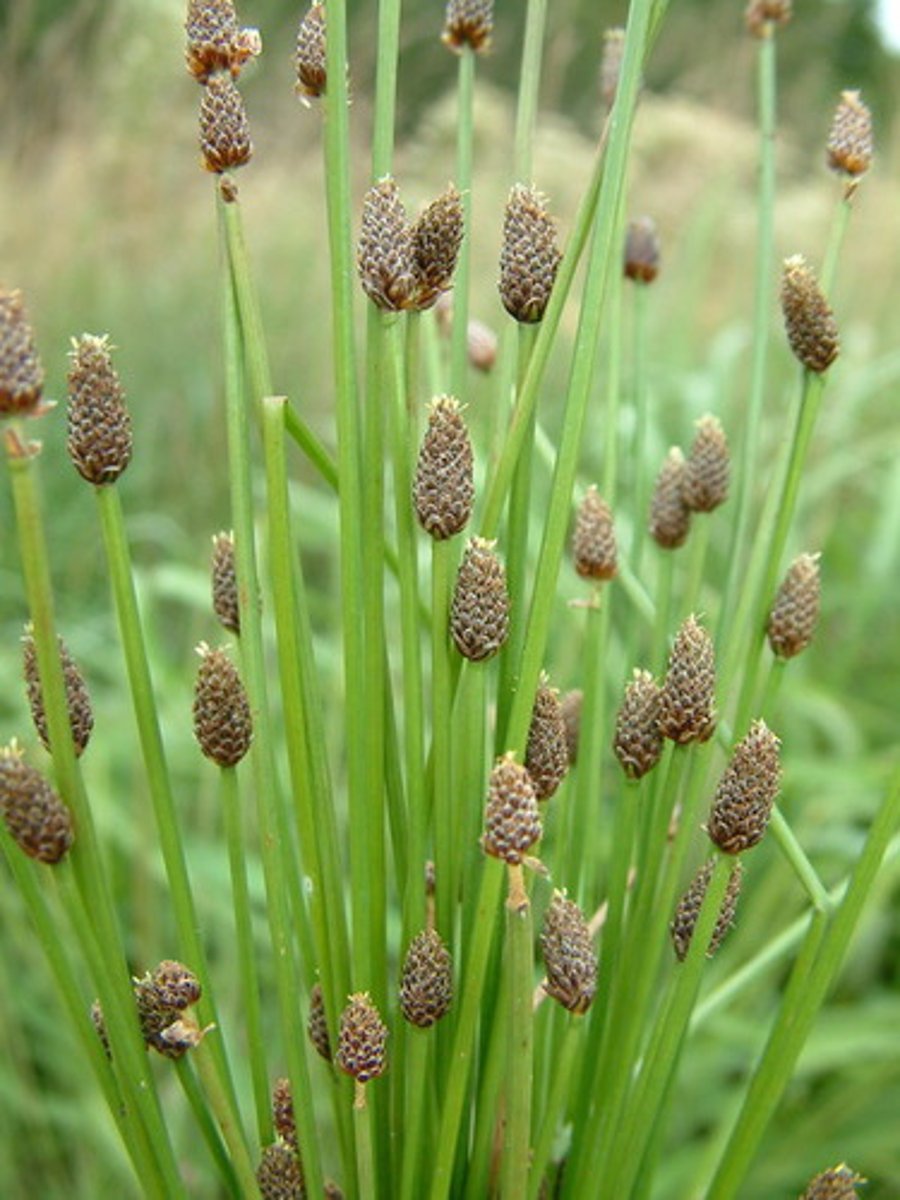 <p>Eleocharis</p>