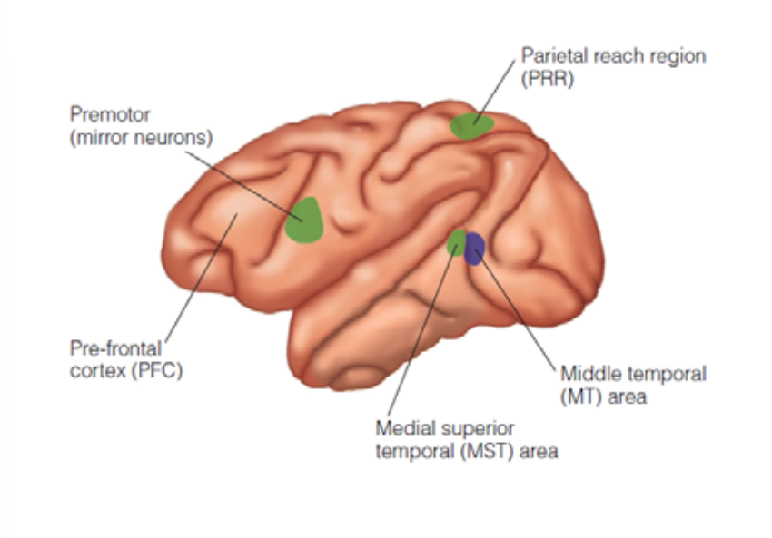 <p>Middle Temporal (MT) Area</p>