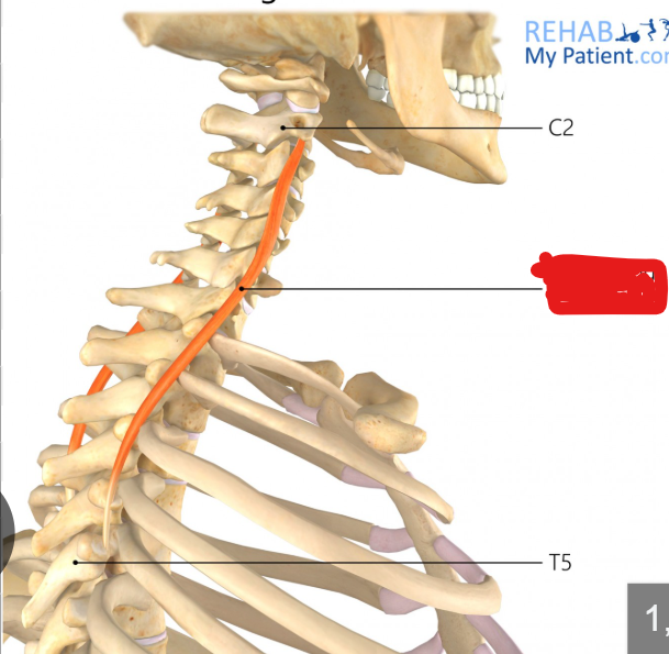 <p>Origin: Transverse processes of vertebrae T01-T05</p><p>Insertion: Posterior tubercles of the transverse processes of vertebrae C02-C06</p><p>Innervation: Dorsal primary rami of the upper thoracic and lower cervical nerves</p><p>Action: Extension and lateral flexion of the neck and spine; ipsilateral rotation of the head</p>