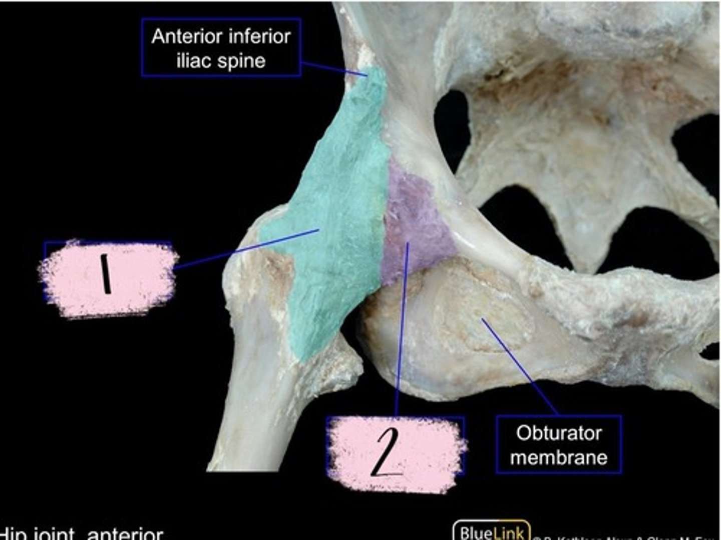 knowt flashcard image