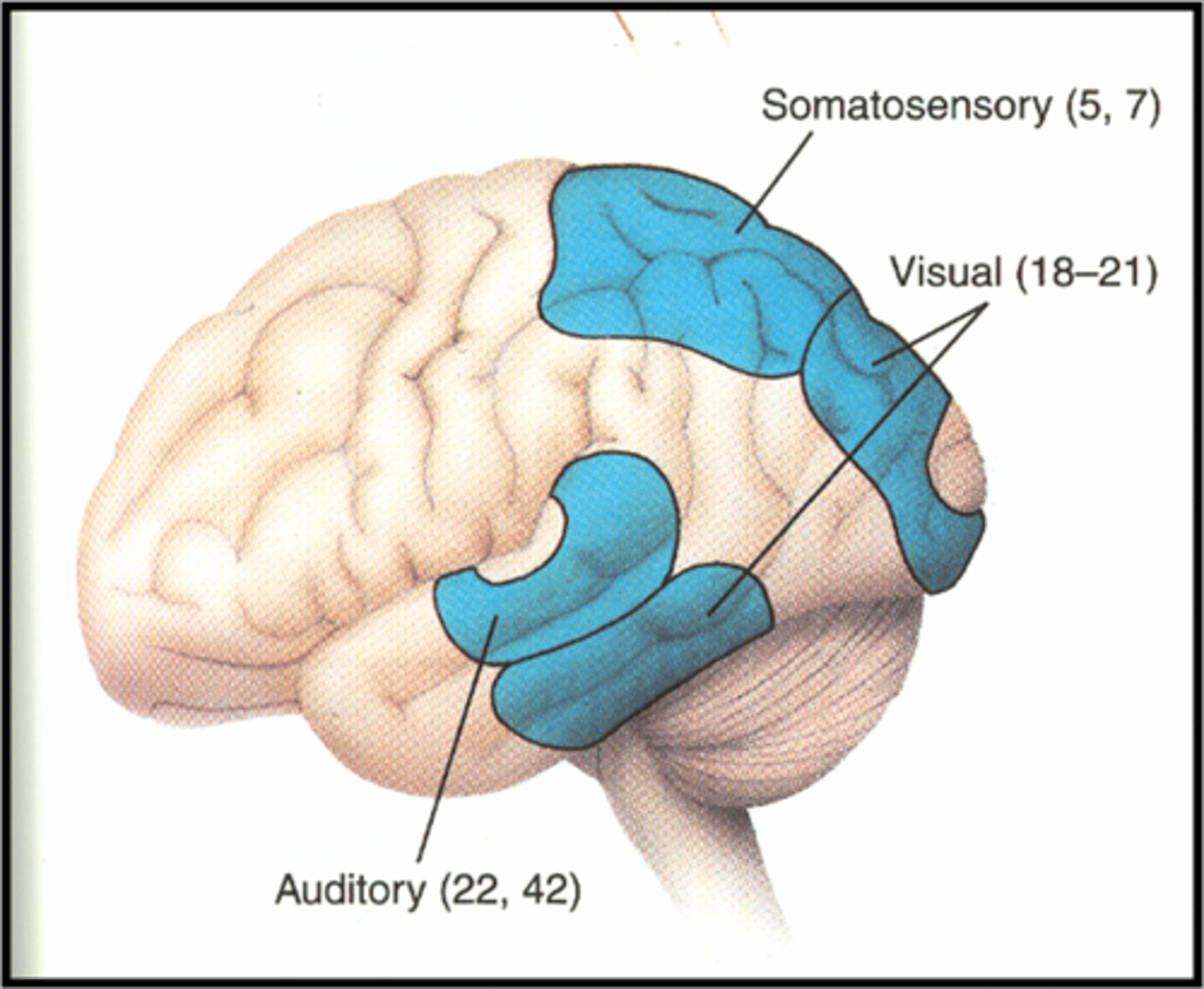 <p>auditory agnosia (cannot recognize/ differentiate between sounds)</p><p>-Destruction of left auditory association cortex: unable to understand speech</p><p>-Destruction of right auditory assoc. cortex: unable to interpret noises</p>