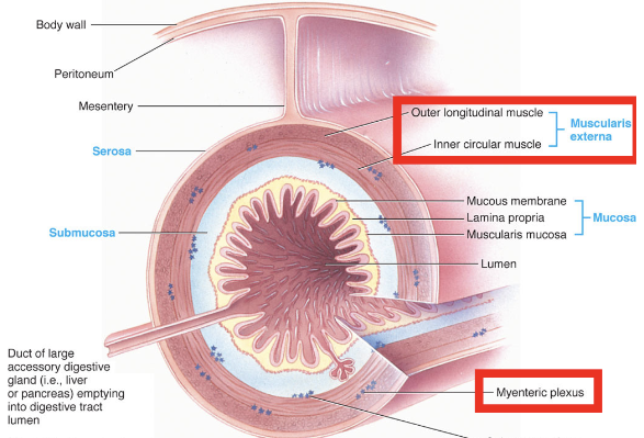 <p><span><span>is </span></span>part of the enteric nervous system that <span><span>controls and coordinates muscle contractions (peristalsis) to propel food through the digestive tract</span></span></p><ul><li><p><span><span>increases overall gut tone and the strength/speed of contractions</span></span></p></li><li><p><span><span>provides motor innervation to the muscular layers of the digestive tract</span></span></p><ul><li><p>in-between muscle layers</p></li></ul></li></ul><p></p>