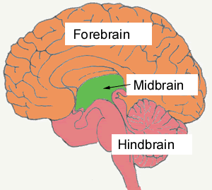 <p>Base of the brain near back of skull, made up of the brainstem and the cerebellum. Controls vital activities over which we have no control (breathing, heart rate, BP, coughing, sleeping, vomiting)</p>