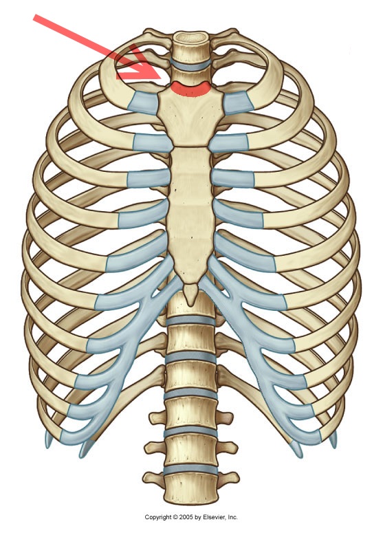 <p>What bone structure is highlighted?</p>
