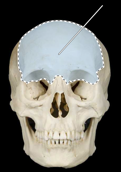 <p>Name this bone.</p><p>(Skull, anterior view).</p>