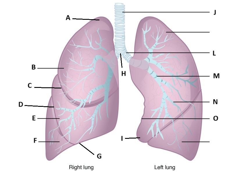 <p>A</p>