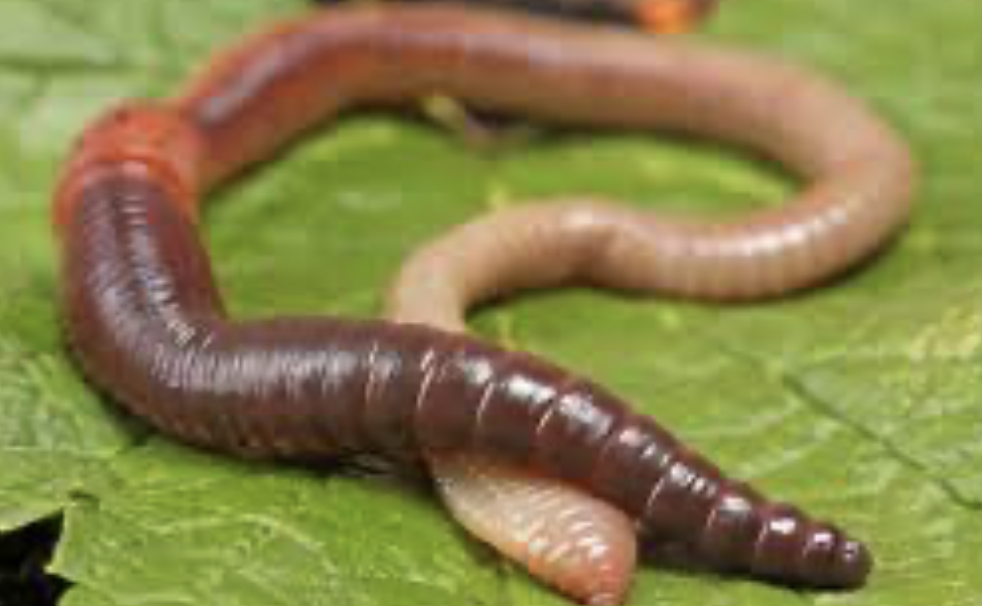 <ul><li><p>phylum annelida </p></li><li><p>cuticle </p></li><li><p>clitellum </p></li></ul><p></p>