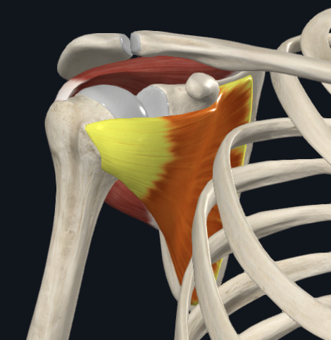 <p>Subscapularis (SIT<strong>S</strong>)</p>