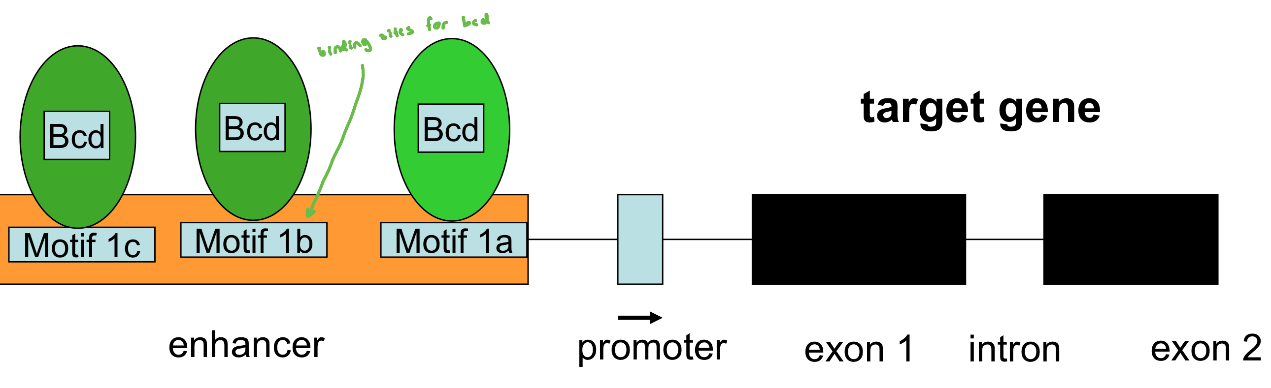 <p>Yes! it acts in a gradient and is a molecule that directs cell fate</p><ul><li><p>transcription factors could act as morphogens by activating target genes in diff nuclei in a concentration-dependent manner</p></li></ul><ul><li><p>the <em>bicoid+</em> gene encodes a transcription factor; conc. of <em>bcd</em> transcription factor influences whether target gene is expressed and to what level</p></li></ul><p></p>