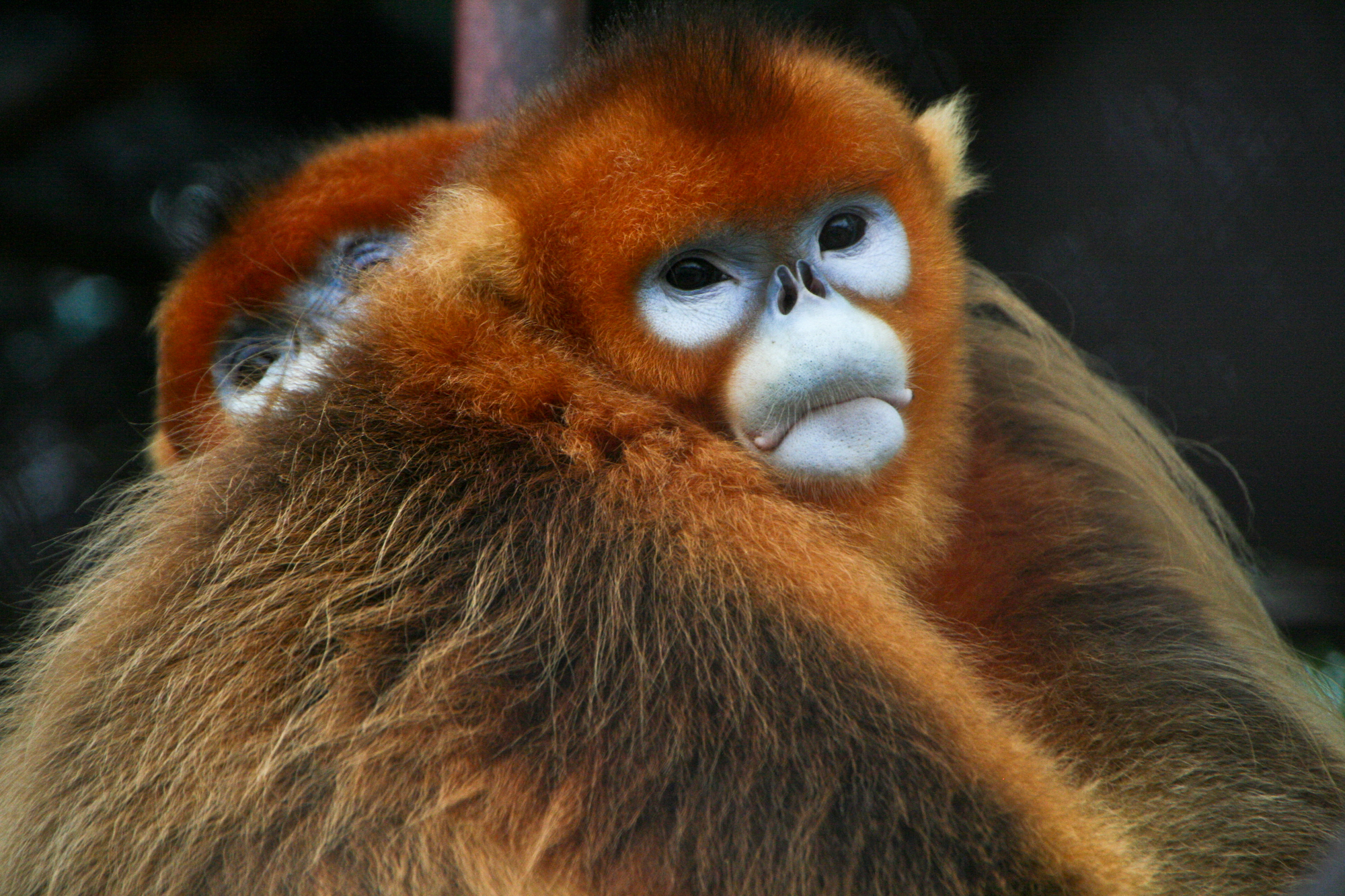 <p>snub-nosed monkey (Rhinopithecus)</p>