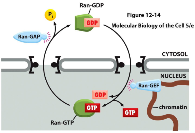 <p>an enzyme required for nuclear import and export</p><p>(GTP) causes cargo release by the NIR in the nucleus and (GDP) dissociates in cytosol</p><p>causes cargo binding to the NER in the nucleus and dissociates in cytosol</p><p>regulated by Ran-GAP (in nucleus) and Ran-GEF (in cytosol)</p>