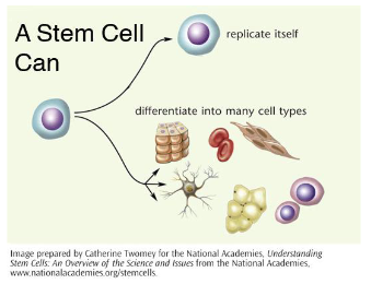 <p>embryo: pluri</p><p>adulte: multi</p>