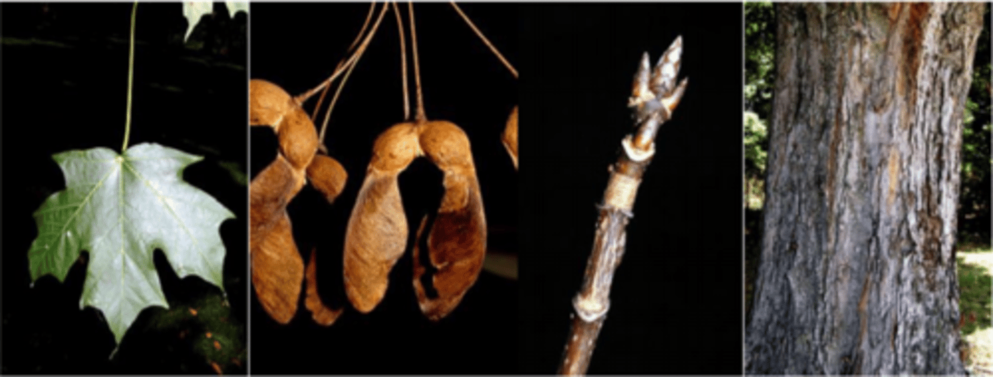 <p>Leaves: opposite; simple, 3-5" orbicular outline; 3-5 lobes, usually 5; narrow, deep U-shaped sinuses; margins of lobes entire or sparingly sinuate-toothed (smooth); apices of lobes acuminate (pointed); glabrous surface; bright green above, paler beneath; distinctive yellow-orange fall color (most other maples are red or yellow). Black maple has similar leaves, but they droop on the margins and have tiny bracts on base of petiole.</p><p>Twigs: slender, shiny, smooth, reddish-brown, light-colored lenticels (scratch for sweet smell); </p><p>Buds: terminal bud brown (not black) sharply pointed. in 1s or 3s</p><p>Fruit: small, double samara; ripens in autumn; glabrous; horseshoe-shaped w/ nearly parallel or slightly divergent 1-inch long wings.</p><p>Bark: variable, gray to nearly black; smooth on young trees; long irregular plates on older trees, loosely fissured and less continuous; some scaly/warty/smooth areas on bark is possible.</p><p>Form/Silvics: Prefers moist, deep, well-drained soils; extremely shade tolerant, a climax species. 60-80' tall, 24" dbh. Valuable furniture wood, maple syrup.</p>