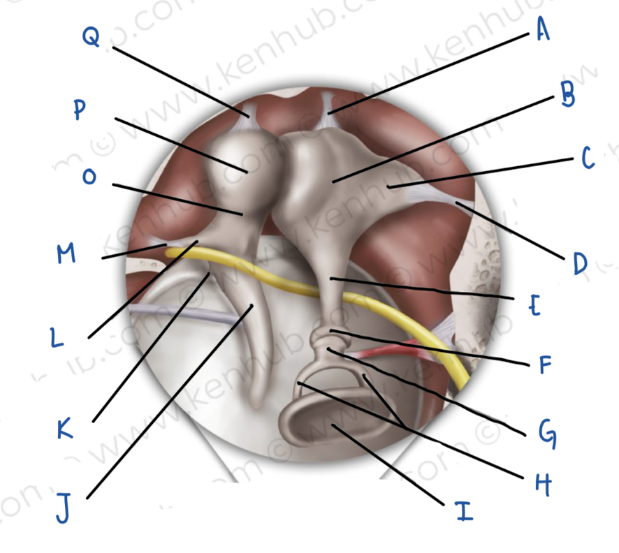 <p>Name the middle ear structure labeled O</p>