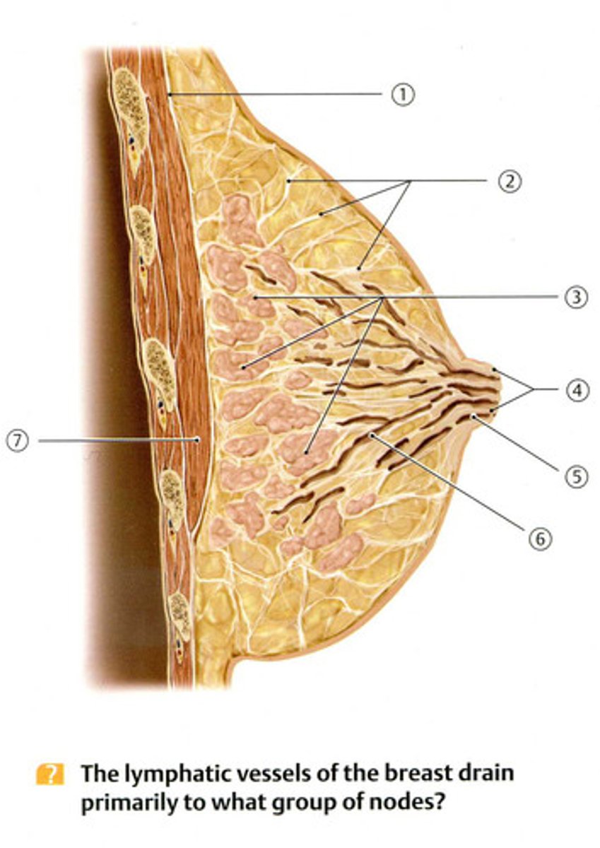 <p>die Brustdrüse</p>