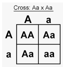 <p>phenotypic and genotypic ratios</p>