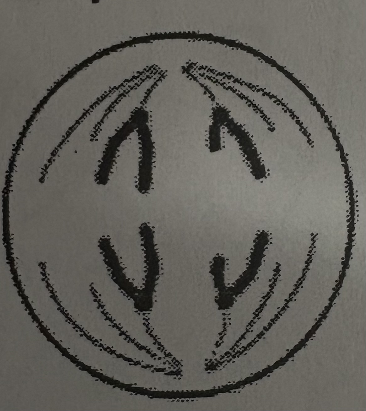 <p>What phase of meiosis is this?</p>