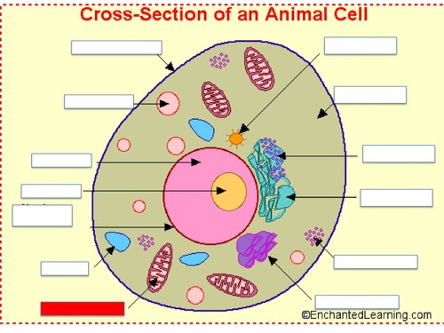 <p>produces energy to fuel the cell's activities, cellular respiration takes place here</p>