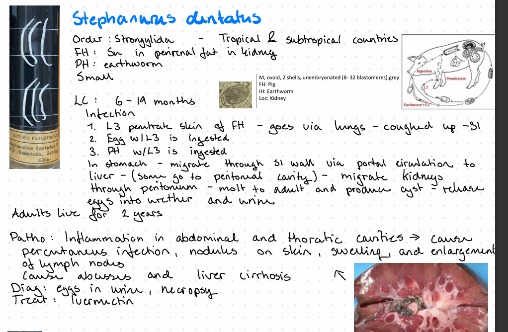 <p>Stephanurus dentatus - nematode</p>