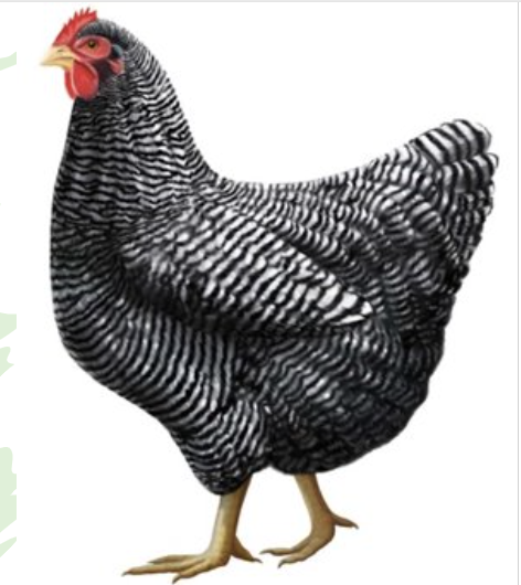 <ul><li><p>200-280 large medium brown eggs per year </p></li><li><p>relatively rare, except for the barred and white variety</p></li></ul><p></p><p></p>