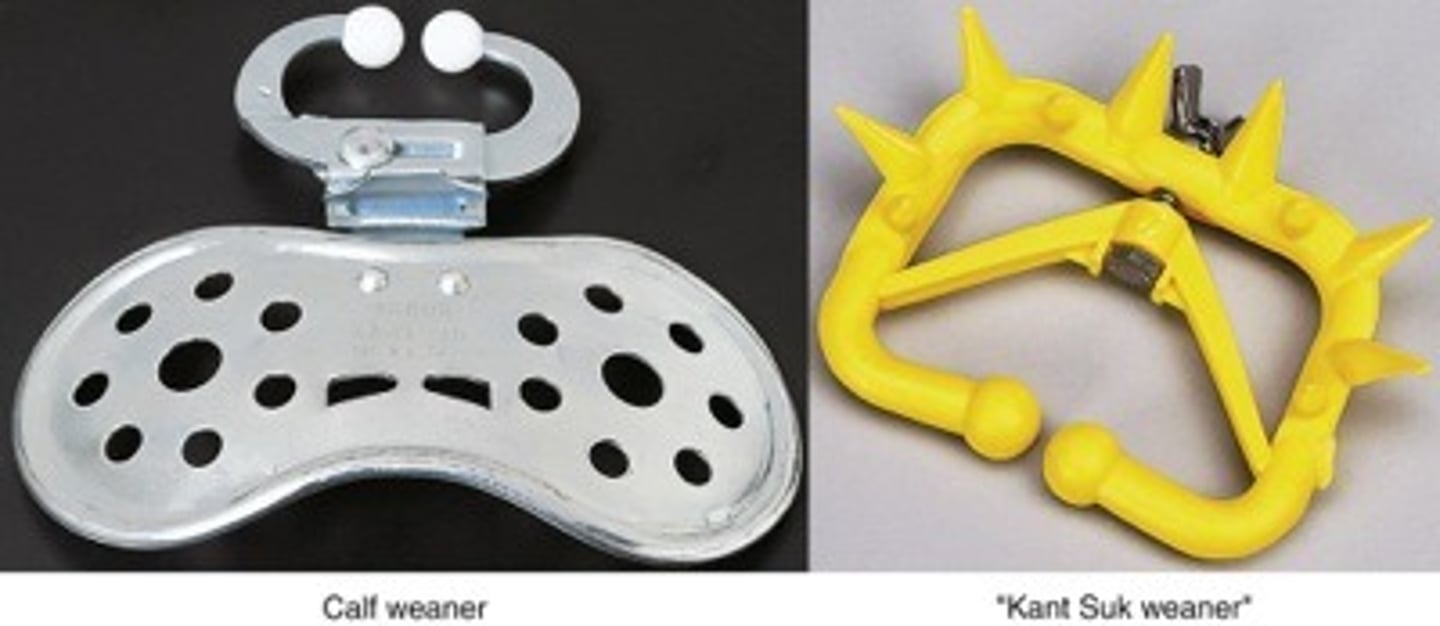 <p>To keep weaned calves and adults from nursing</p>