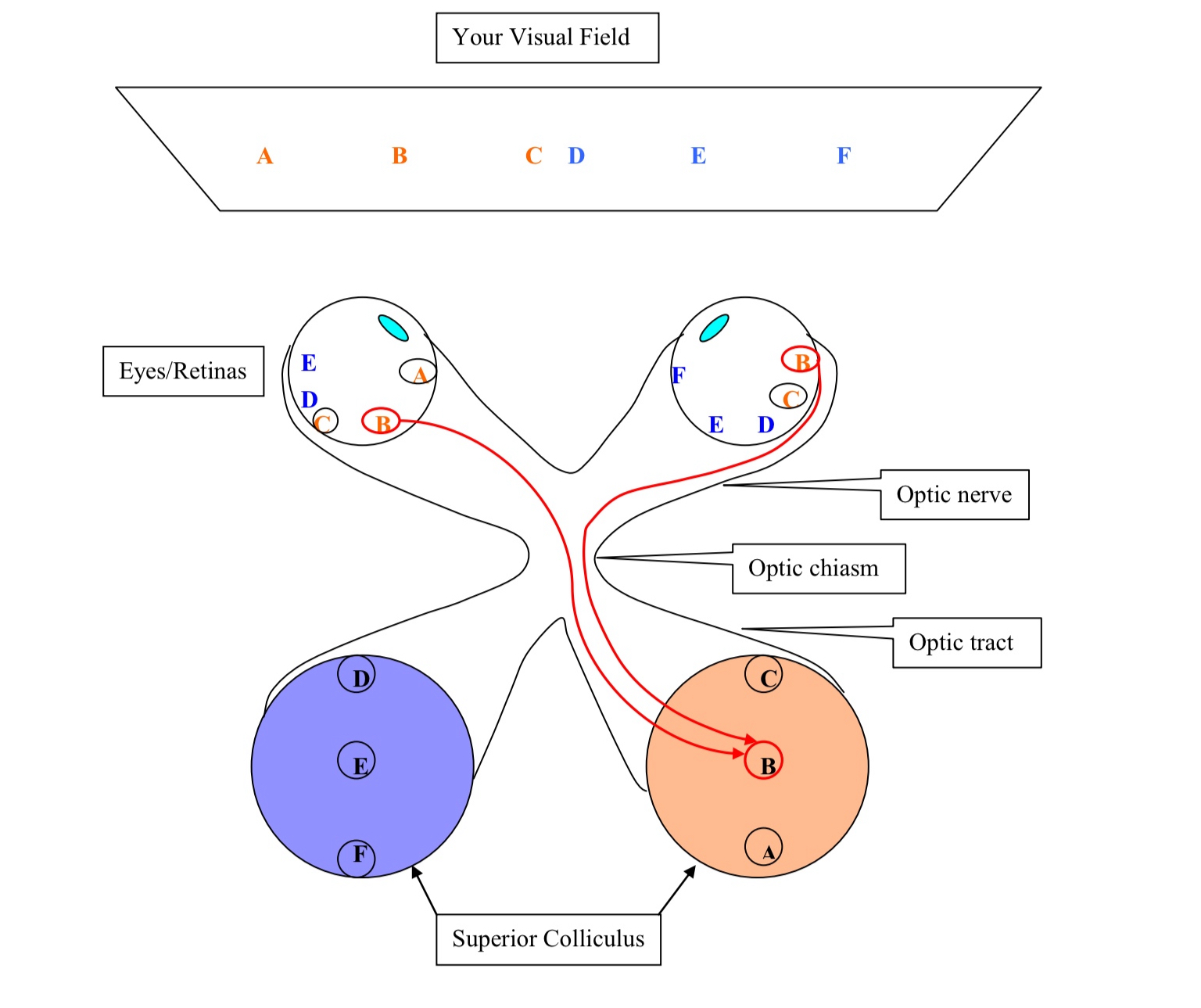 <p>What does this diagram depict? </p>