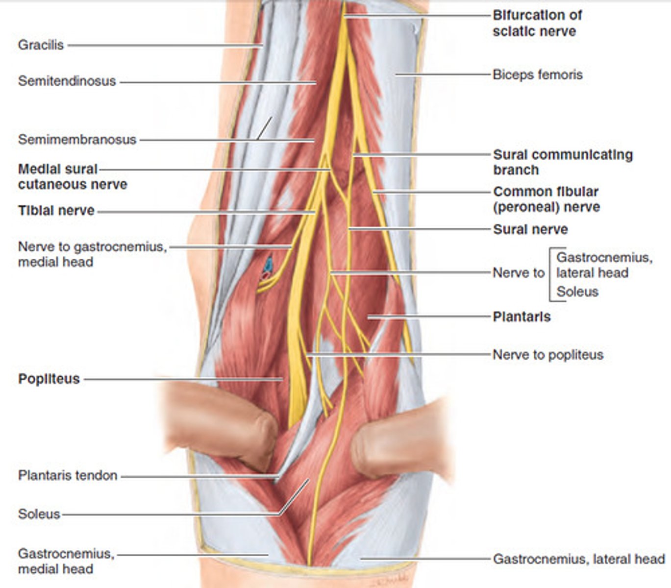 <p>The tibial nerve and the common fibular nerve.</p>