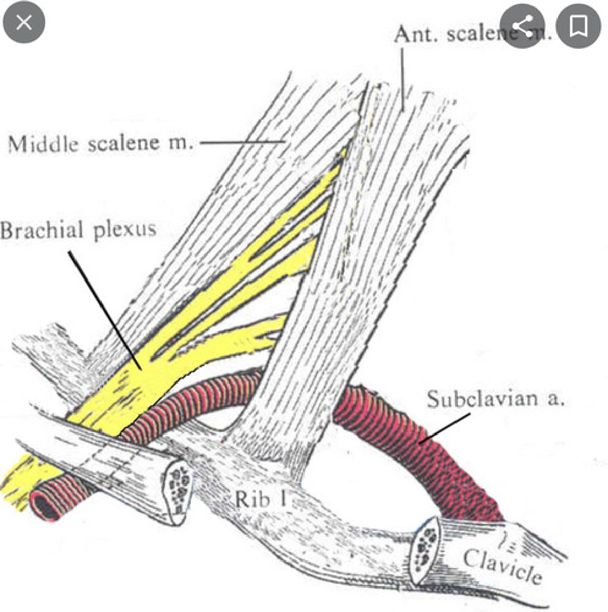 <p>Triangle between anterior scalene and middle scalene</p><p>Contents: subclavian artery + roots of brachial plexus</p>