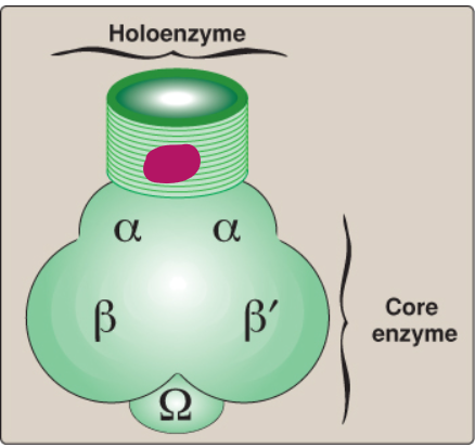 <p>Label this section of prokaryotic RNA polymerase.</p>