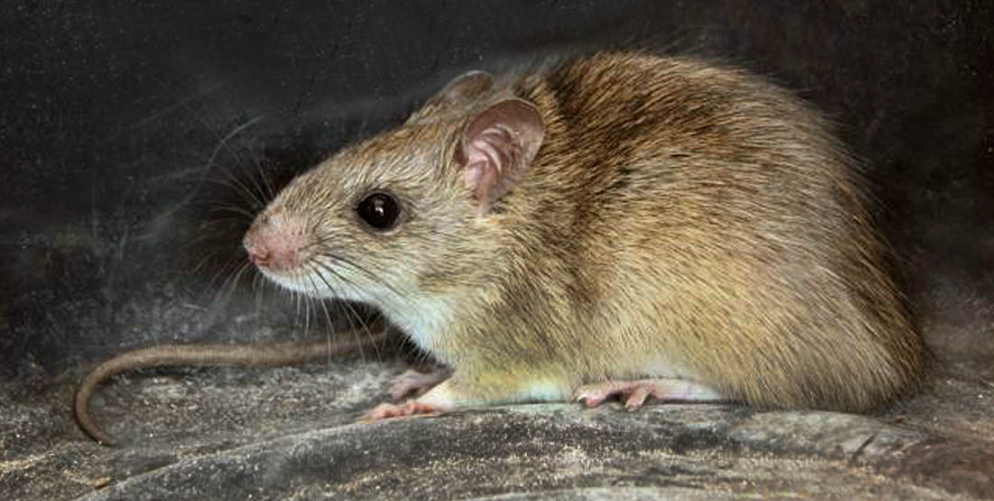 PH rice field rat

Medium size

Dark brown, yellow-brown, gray-brown

Unicolored tail

Pointed snout; large prominent eyes