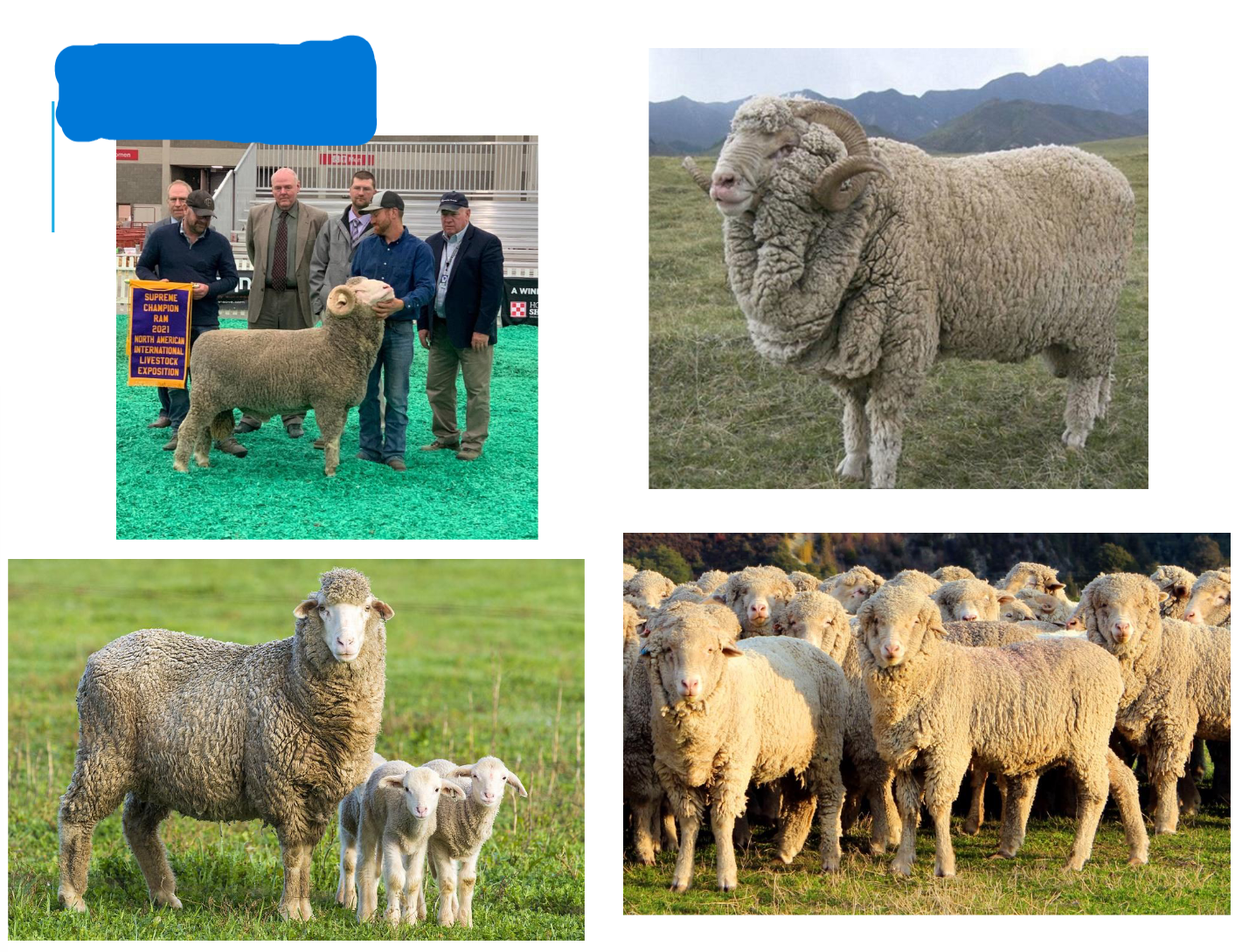 <p>Hardy, long-lived, gregarious, unassisted lambing</p><p>Out of season breeders</p><p>Medium size, moderate growth rate</p><p>Highest quality, finest fleeces</p>