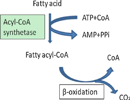 <p>En CoA adderas till en fettsyra med enzymet <strong>acyl-CoA syntetas</strong>. Kräver ATP. </p>