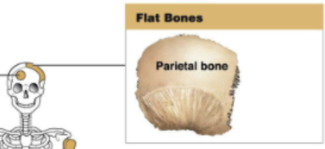 <p>Thin roughly parallel surfaces.</p>
