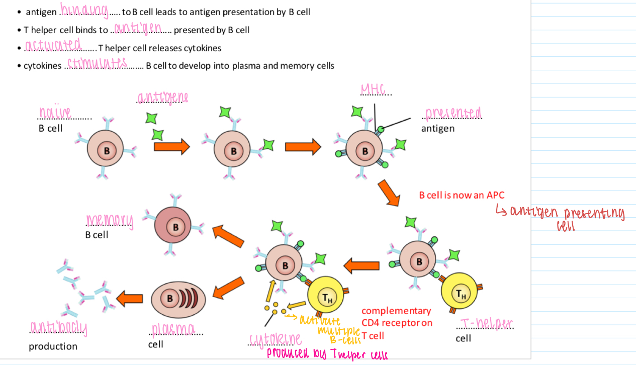 <p>Antigen binding to B cell leads to antigen presentation by B cell</p><p>T helper cell binds to antigen presented by B cell</p><p>Activated T helper cell releases cytokines</p><p>Cytokines stimulates B cell to develop into plasma and memory cells</p><p>PICTURE ON WS</p>