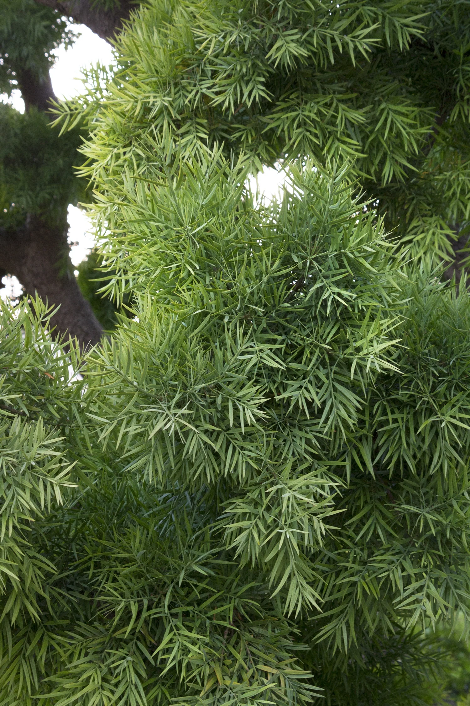<p><em>Afrocarpus gracilior, </em>fern pine, Podocarpaceae</p>