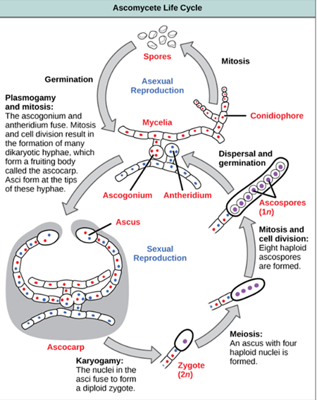 <p><strong>Fungi exchange genetic material and undergo meiosis. </strong>This includes processes like conjugation and the formation of ascospores.</p>