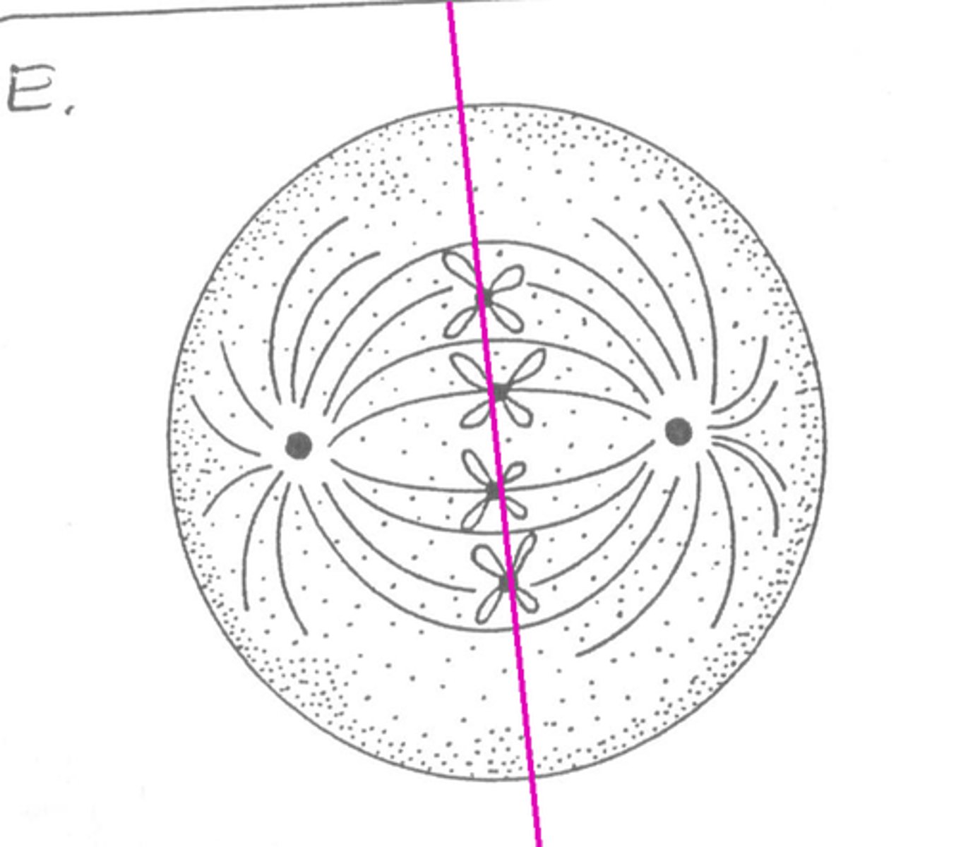 <ul><li><p>chromosomes line up on the spindle fibres at the equator of the cell</p></li><li><p>centromere of the chromosomes attach to the spindle fibres</p></li></ul>