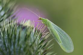 <p><span>&nbsp;Predatory insect that feeds on aphids, mites, and other pests, beneficial for pest control.</span></p>
