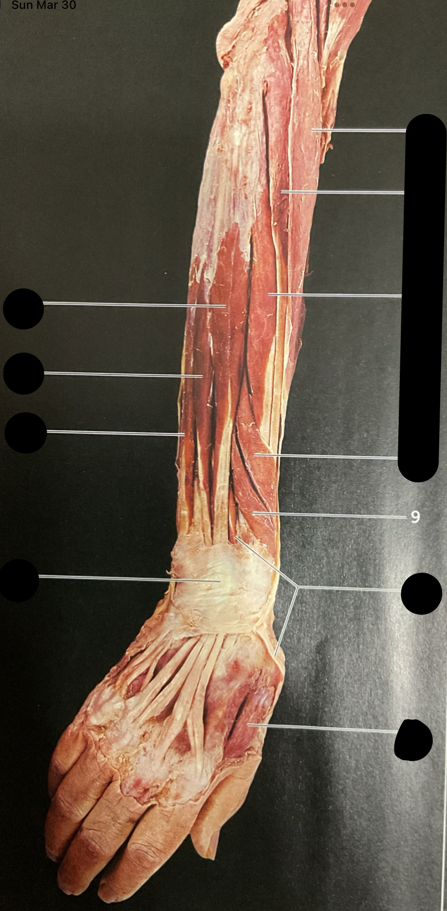 knowt flashcard image