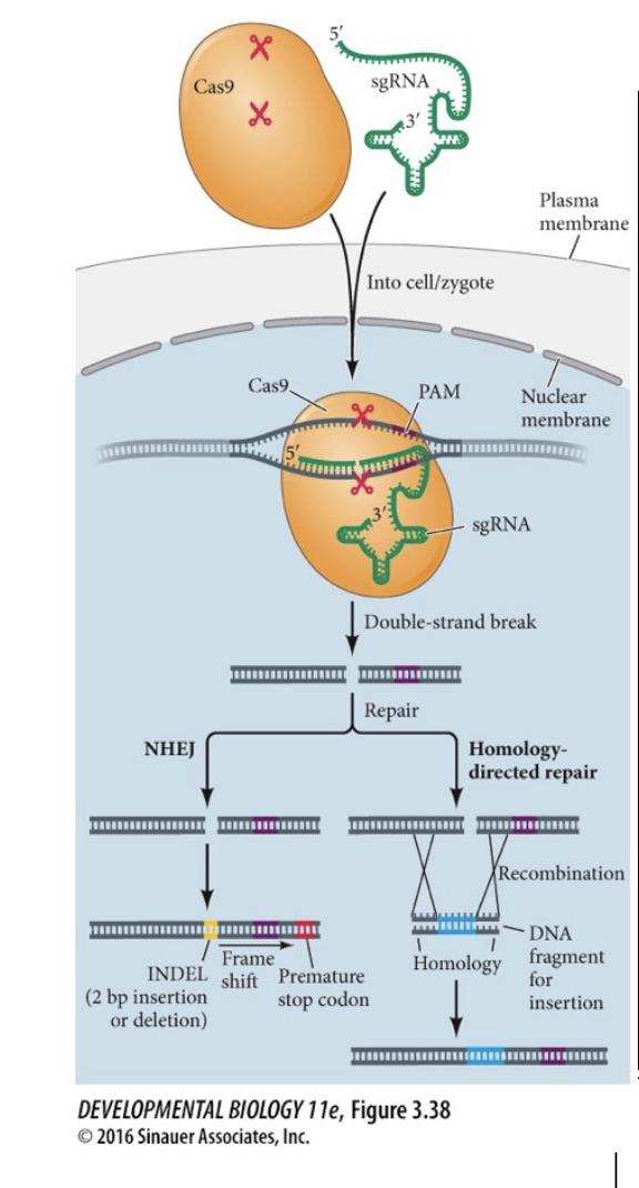 <p><span style="color: rgb(255, 254, 254);"><span>sgRNAs can be designed to bind to specific<br>locations in the genome and make a double<br>strand break (DSB) to then change or edit the<br>genome:</span></span></p><ol><li><p>Non-Homologous end joining (NHEJ)</p></li><li><p>Homology-directed repair</p></li></ol><p></p>