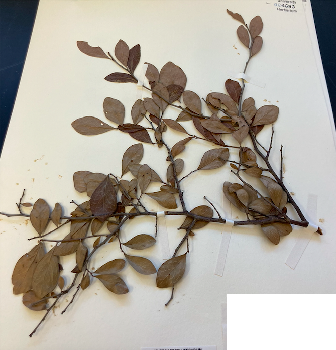 <p>Family + Genus?</p>