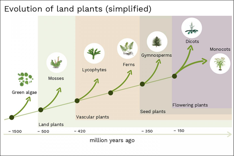 <p>Organisms that needed to live in water – undergone series of evolutionary adaptations – can move further and further away from water, get bigger and higher, undertake more primary productivity</p>