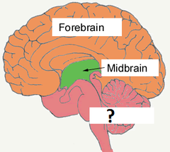 <p>The posterior portion of the brain including cerebellum and brainstem.</p>