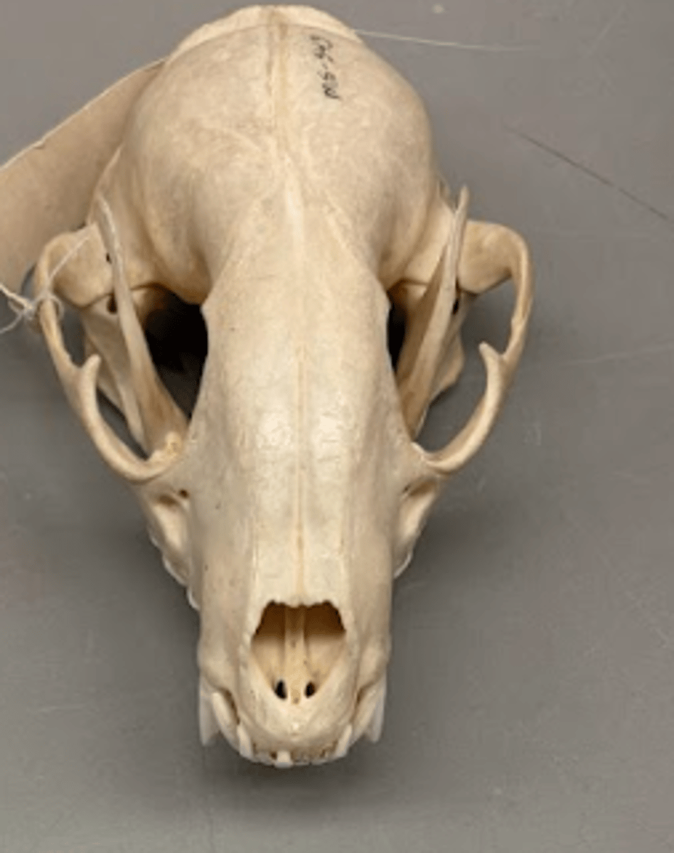 <p>What is this specimen?</p>