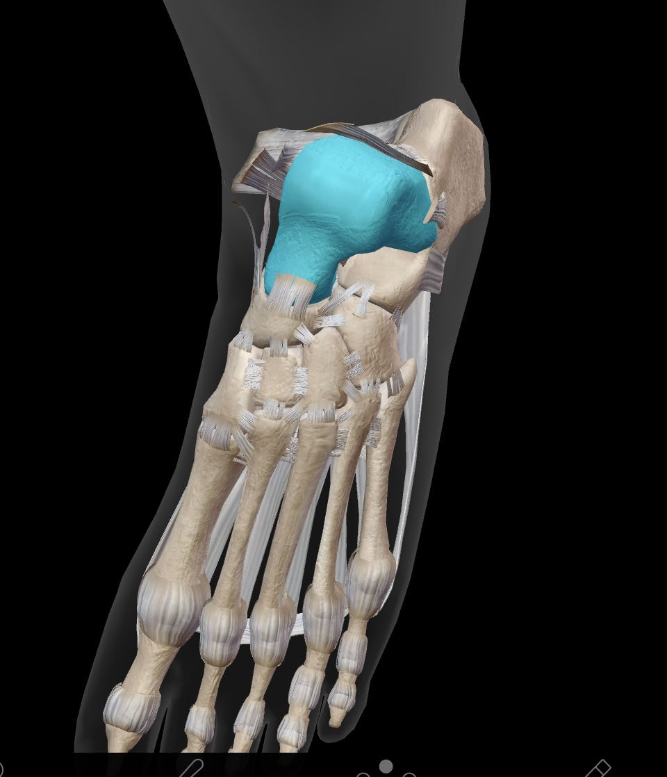 <p>the bone articulates with the tibia & fibula to form the ankle joint</p>