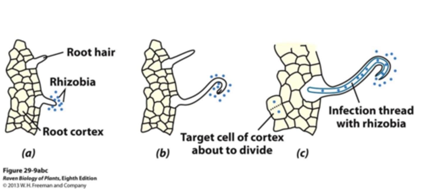 <p>is a symbiotic interaction between soil bacteria and plant hosts, most notably between rhizobia and legumes. This interaction is important for plant hosts, since it enables them to access atmospheric nitrogen made available by the bacteria.</p>