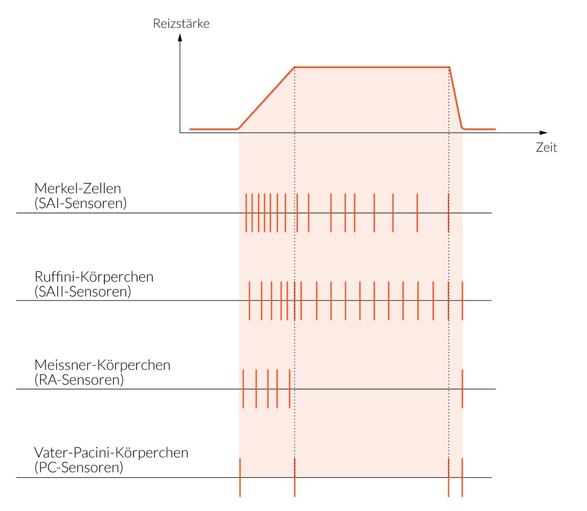 <p>A. Slowly adapting afferents from Merkel cells</p>