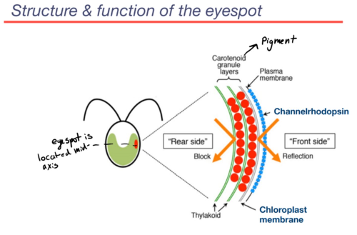 <p>Channelrhodopsin:</p><p>-Protein complex</p><p>-Light-gated ion channel</p><p>-Sits on the plasma membrane</p><p>Carotenoid granule layer:</p><p>-component of eyespot found in the chloroplast</p><p>-the major visual component of eyespot</p><p>-when the light comes from the front side:</p><p>~either light hits channel</p><p>~the carotenoid layer is reflective: if light misses chan, it hits the granule layer, bounces off and gets absorbed by chan on the rebound... light only ever hits the back of channelrhodopsin</p><p>-when the light comes to form the rear side: it does not get to chan because the carotenoid granule layer blocks it (so light can only be sensed from the front side which gives chlammy a sense of direction)</p><p>phototaxis:</p><p>-the motion of chlammy as a response to light</p><p>-negative phototaxis: cells moving away from light</p><p>-positive phototaxis: cells moving towards the light</p>