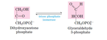 <p>DHAP is converted to GAP by triose-phosphate isomerase. Results in 2 molecules of GAP (glyceraldehyde-3-phosphate) being formed</p>